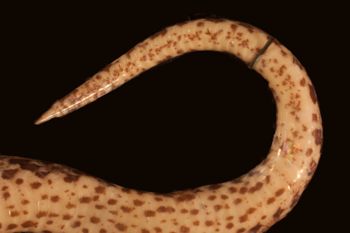 Media type: image;   Herpetology R-29294